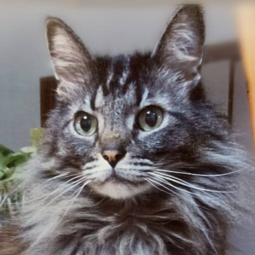 猫大好きねここにゃん