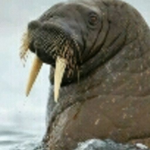 Mysterious Walrus