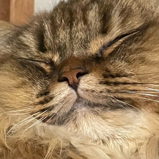 Mittun