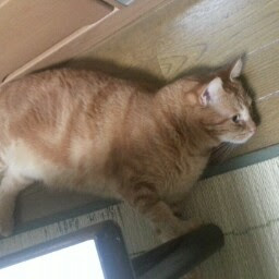 さしょう