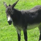 @donkeyโง่ครับ