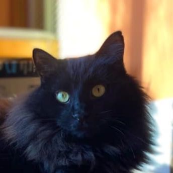 Oli