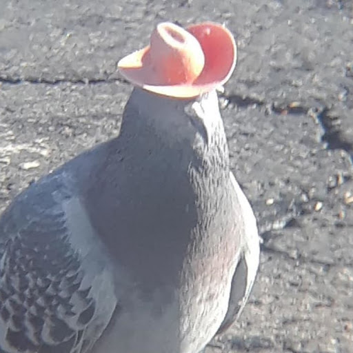 DrPigeonPhd