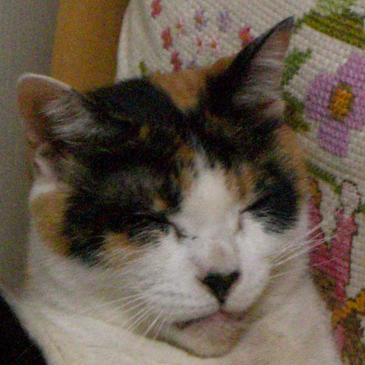 @三毛柳mikeyanagi