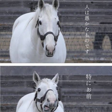 直樹