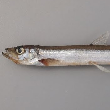 @user-capelin