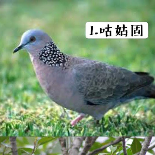 @咕姑固-z6z