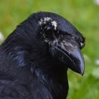 @Night_Crow_Eyes
