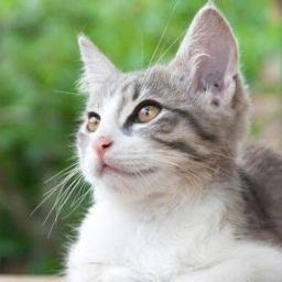 @猫じゃらし-m1x