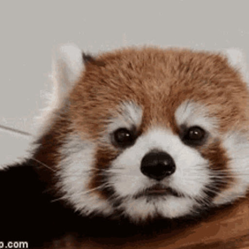 RedPandaMonarchy