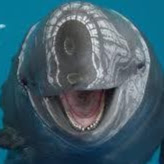 Originalporpoise