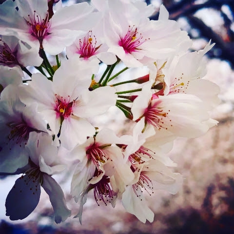@綻放-f00