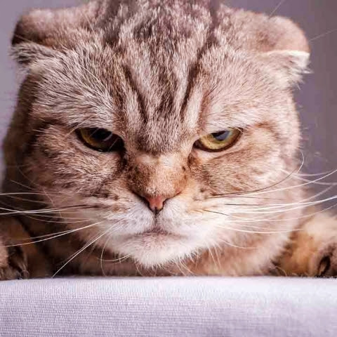 @SaranwutPhonkham-p4m