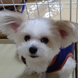 @アイスティーh-15