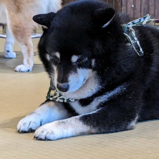 @kurokuma-sibadaisuki