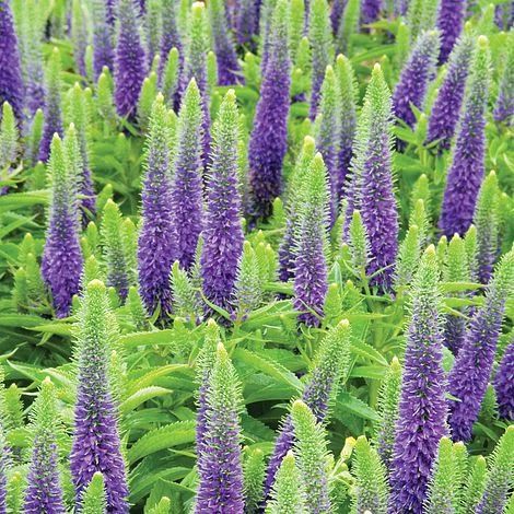 Veronica Spicata