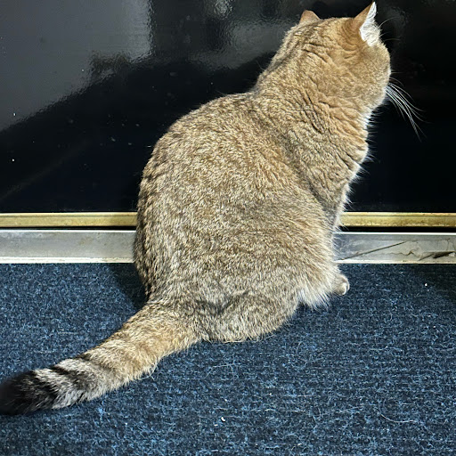 @Lqnecat