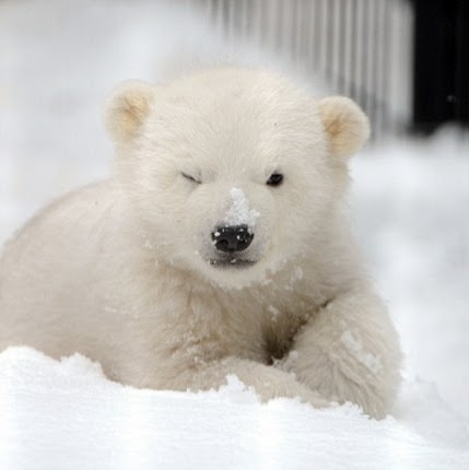 @trendbear