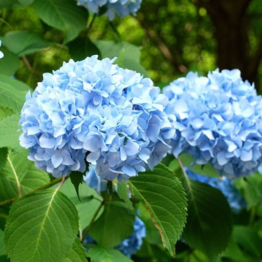 Hydrangea