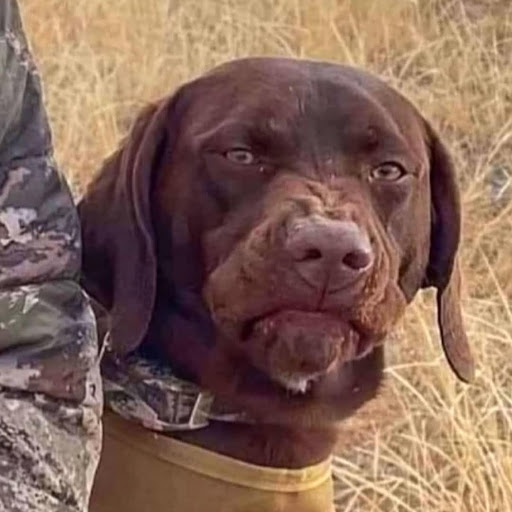 @deadbeatcharlie8206