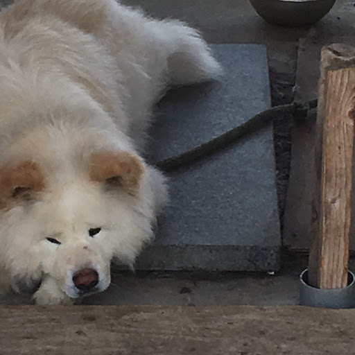 @餌付けされたいアライグマ