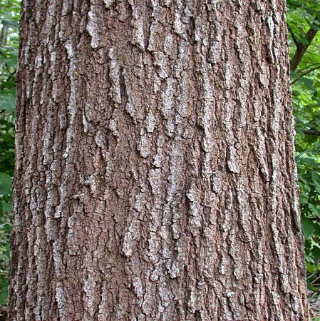 Tree Bark