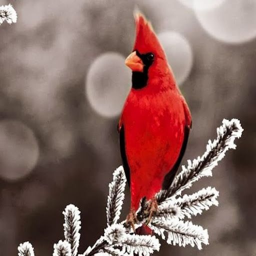 Mr. Red Bird