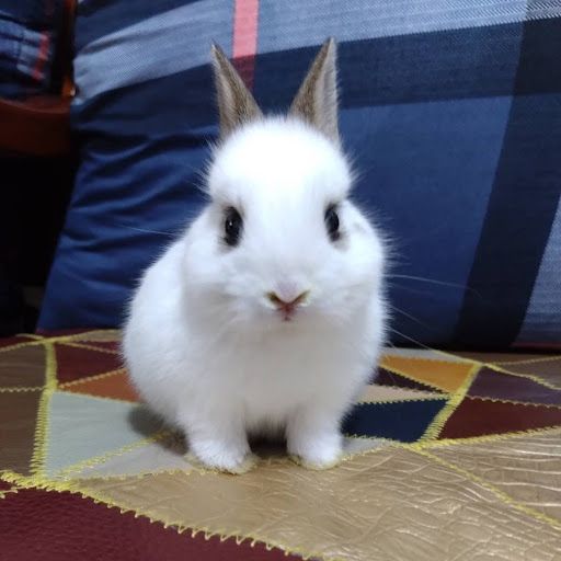 Bunny 小兔