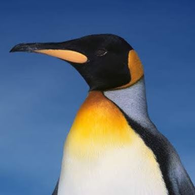Penguin【ペンギン】 0220