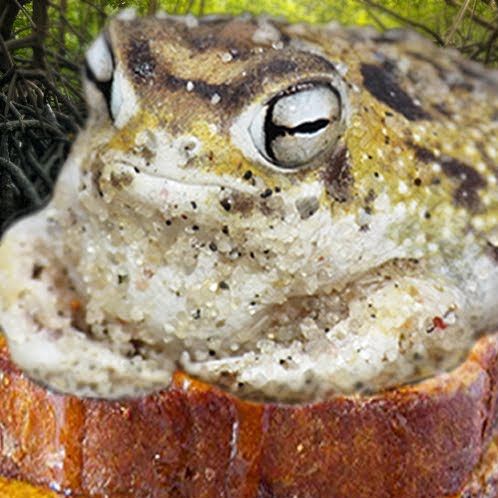 Frog On Toast