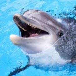 Aloof Dolphin