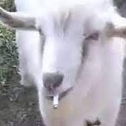 Goat Down Bad