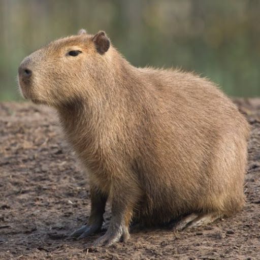 Pybara Ca