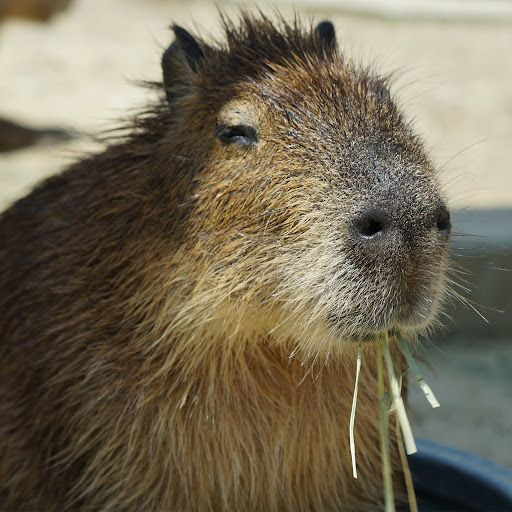 Mad Capybara