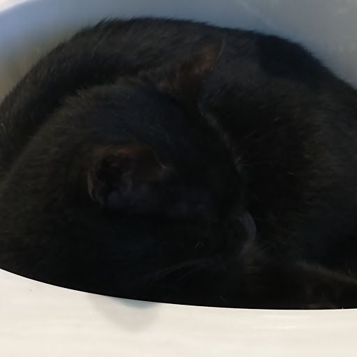 Black Cat in Sink